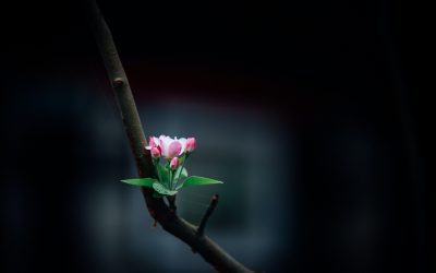 What is Prana Vayu?